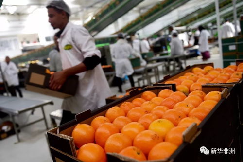 记者手记 鲜艳的橙黄色映射出中埃贸易双赢——聚焦蔬菜零售