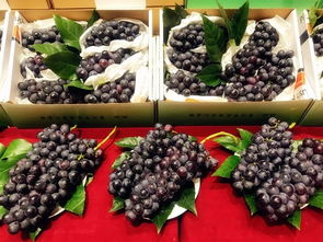 拓渠道育品牌 武进阳湖果品何以在嘉兴市场“火”起来？