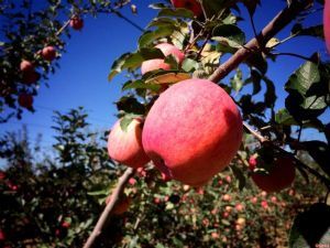 2015年度全国名特优新农产品(果品类)概览